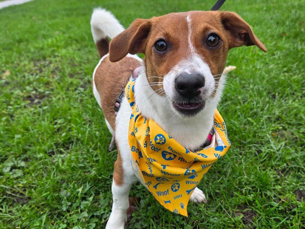 100km dog walking challenge in October