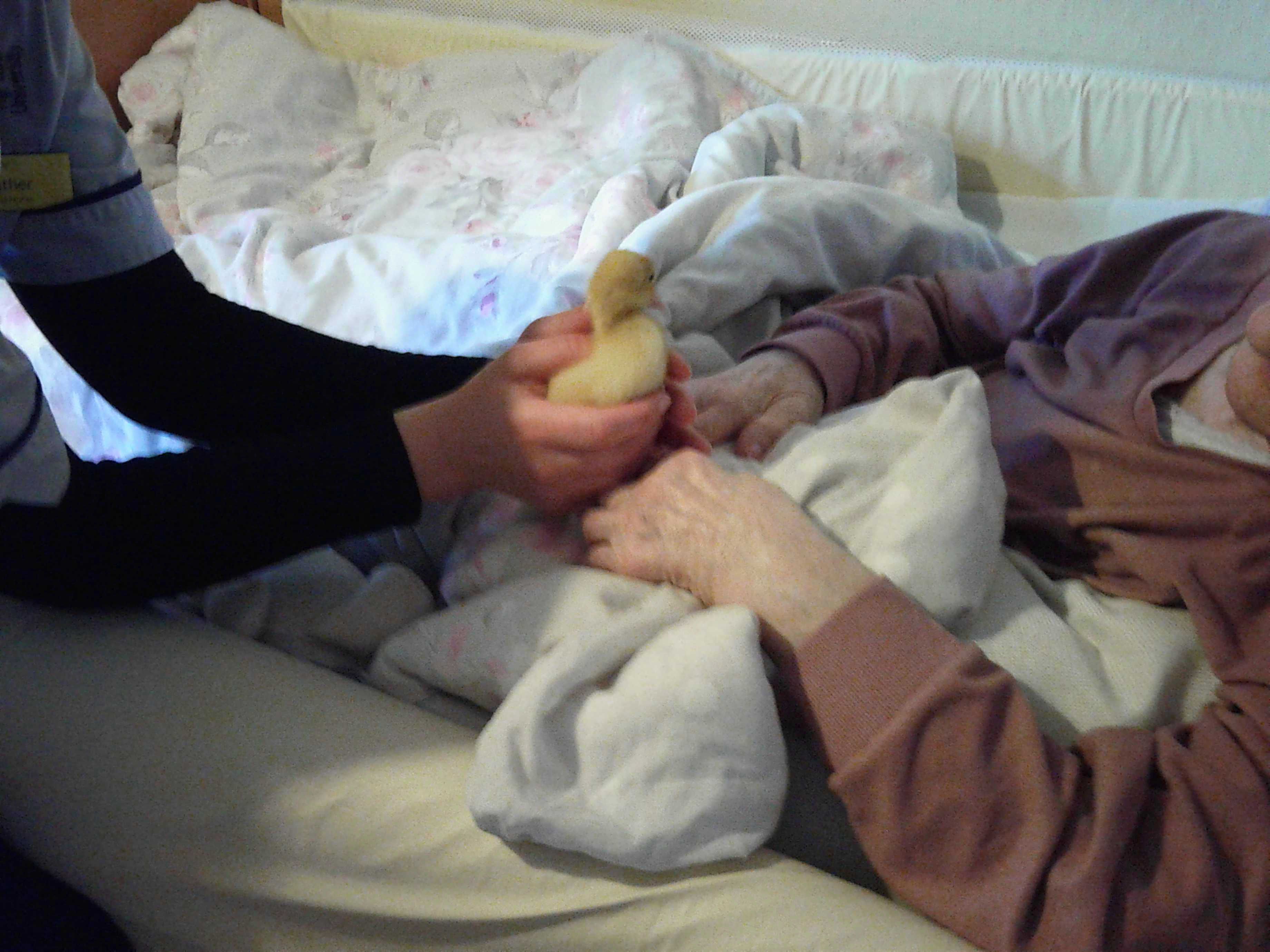 Care homes are essential to end of life care