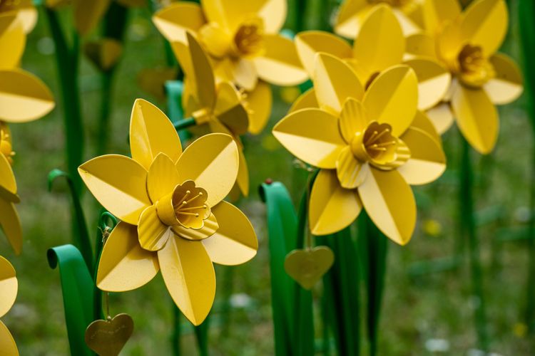 daffodils