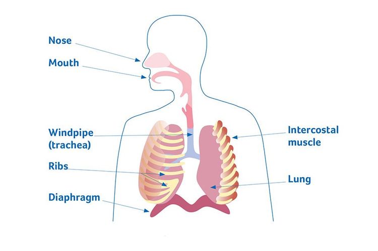 Illustration showing the respiratory system in the upper half of the human body.