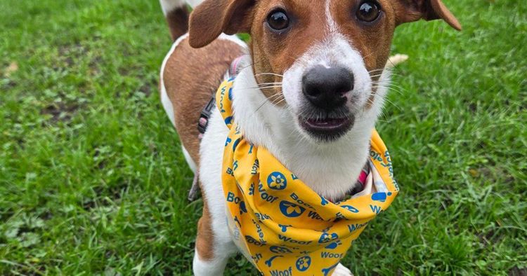 100km dog walking challenge in October
